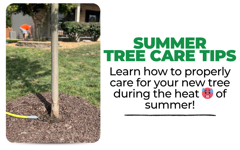 Tree being watered with a hose- text reads summer tree care tips: learn how to properly care for your new tree during the heat of summer